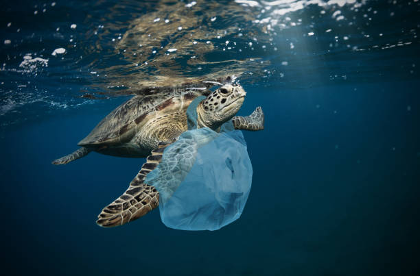 turtle and plastic
