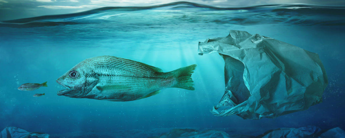 fish and plastic bag